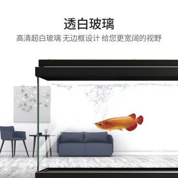 紅龍魚市場價格表最新行情走勢圖（紅龍魚市場價格表最新行情走勢圖片）