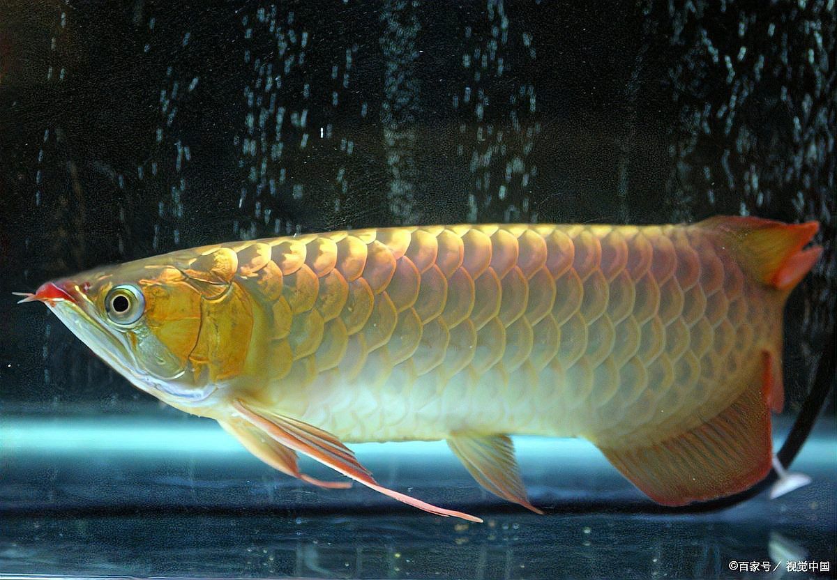 龍魚鎮(zhèn)宅有哪些文化寓意？