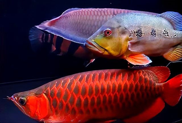 龍魚鎮(zhèn)宅有哪些文化寓意？