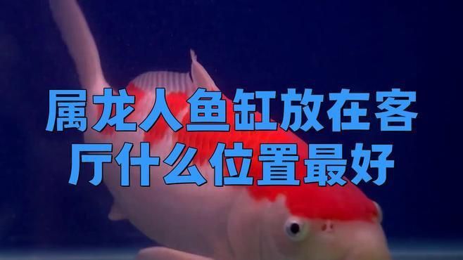 龍魚缸怎么布置