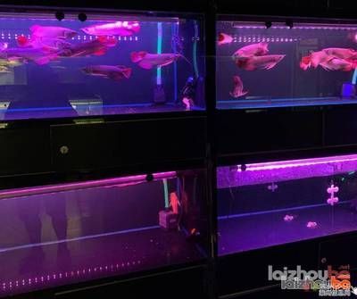 金龍魚用什么燈照比較好（金龍魚成魚背景顏色選擇）