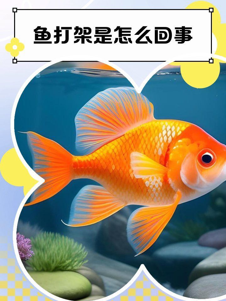 藍寶石魚為什么總咬魚
