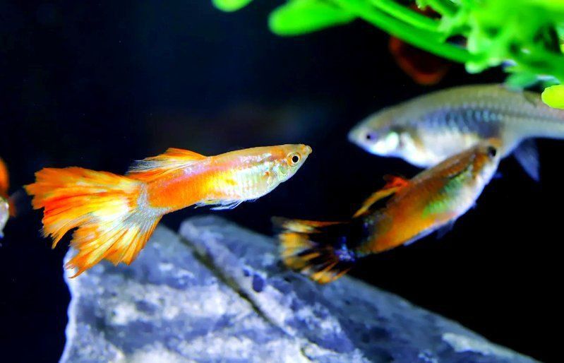 藍寶石魚為什么總咬魚