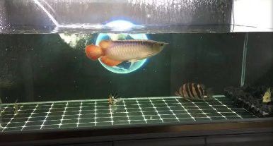 龍魚鱗片恢復期間需要停食嗎？