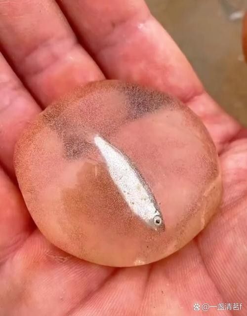 龍魚的卵是什么樣子的圖片