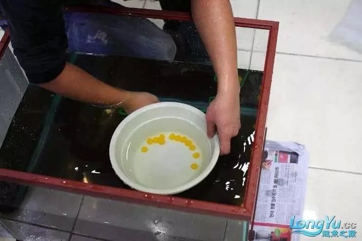 龍魚的卵是什么樣子的圖片