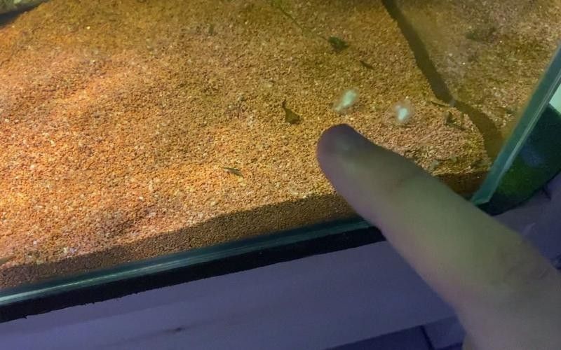 龍魚的卵是什么樣子的圖片