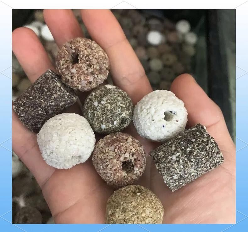 龍魚的卵是什么樣子的圖片