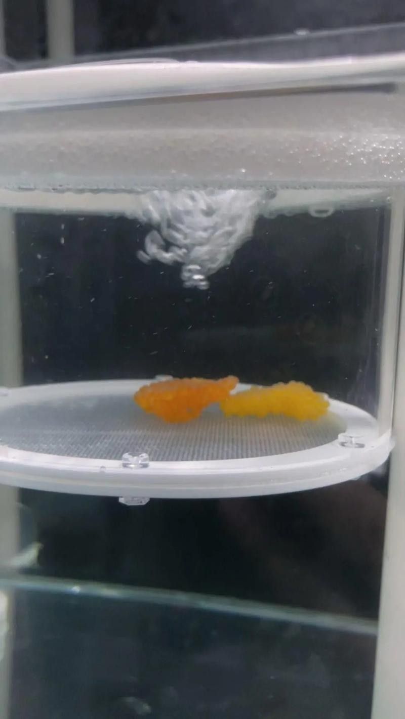 龍魚的卵是什么樣子的圖片