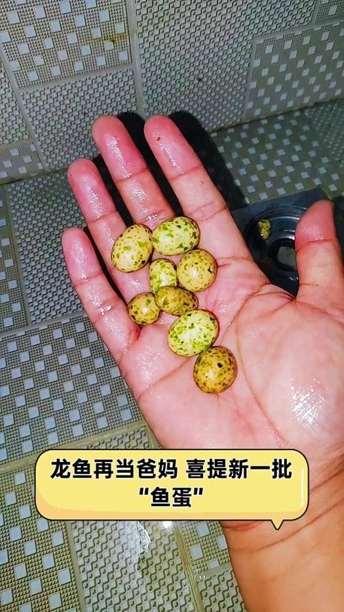 龍魚的卵是什么樣子的圖片