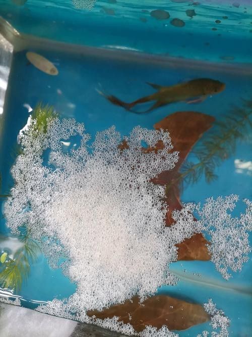 龍魚的卵是什么樣子的圖片