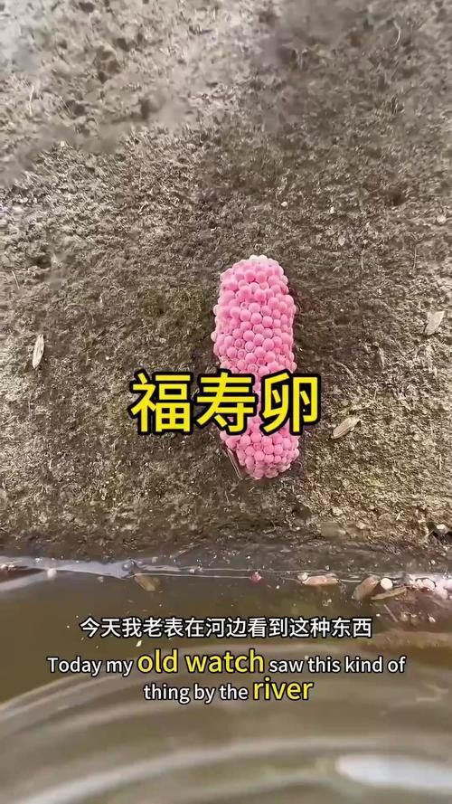 龍魚的卵是什么樣子的圖片