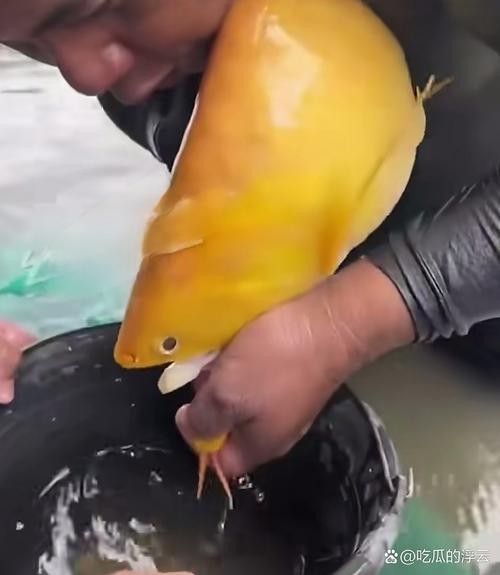 龍魚的卵是什么樣子的圖片