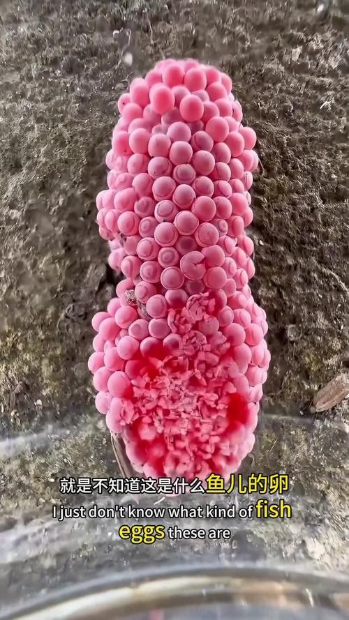 龍魚的卵是什么樣子的圖片