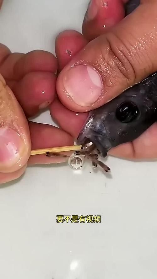 龍魚的卵是什么樣子的圖片