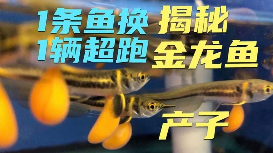 龍魚的卵是什么樣子的圖片