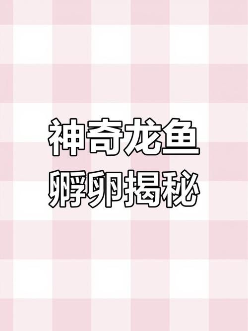龍魚的卵是什么樣子的圖片