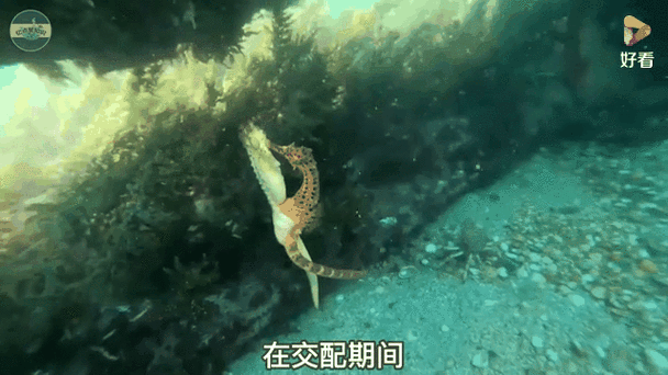 龍魚的卵是什么樣子的圖片