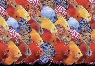 龍魚缸尺寸的最佳比例：龍魚缸尺寸的最佳比例是關鍵因素之一