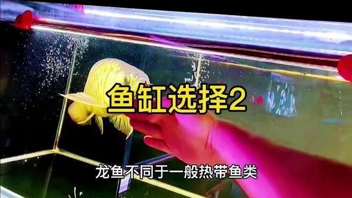 龍魚缸尺寸的最佳比例：龍魚缸尺寸的最佳比例是關鍵因素之一