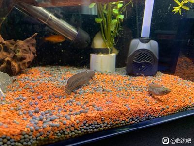 奶茶雷龍魚多久成熟的：奶茶雷龍魚成熟時間