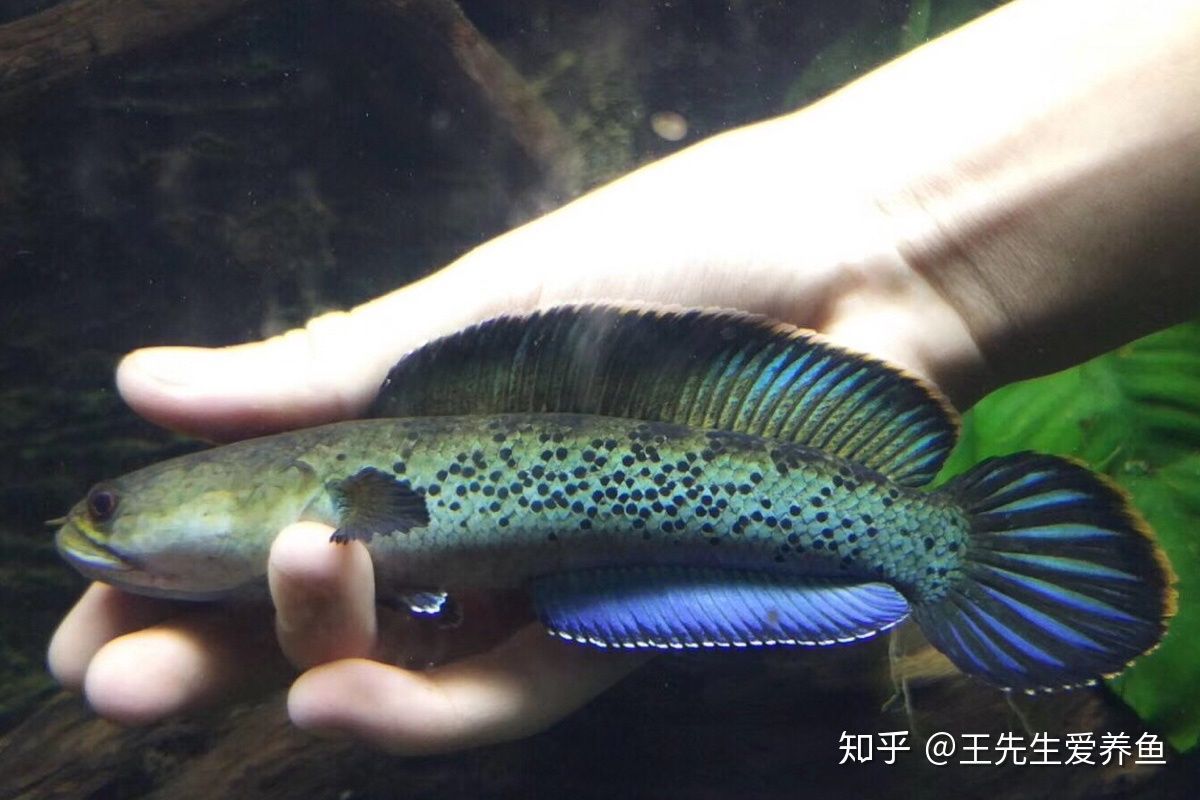 奶茶雷龍魚多久成熟的：奶茶雷龍魚成熟時間