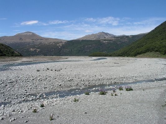 龍魚可以和黃頭龜混養嗎：龍魚與黃頭龜混養的關鍵因素以確保兩種動物都能健康生活