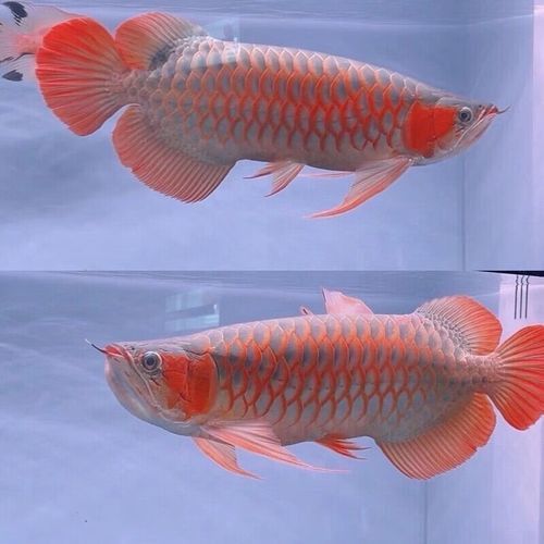 紅龍魚魚苗圖片