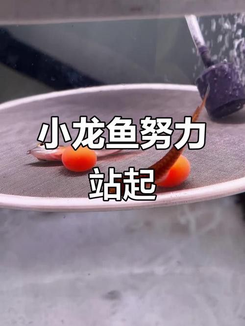 紅龍魚魚苗圖片