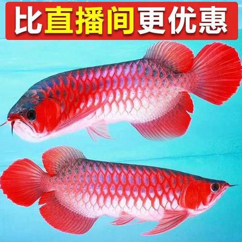 紅龍魚魚苗圖片