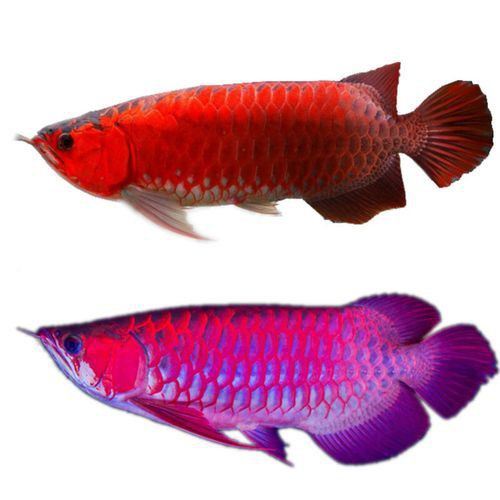 紅龍魚魚苗圖片