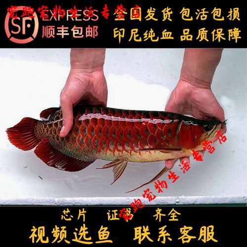 紅龍魚魚苗圖片