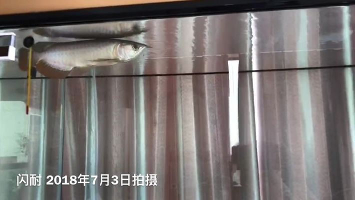 金龍魚黑底黑背好嗎能養嗎：金龍魚是否適合在黑底黑背的環境中養殖