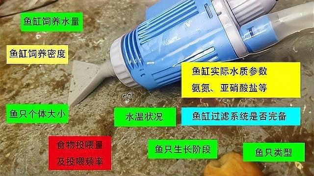 龍魚魚缸多久清洗一次