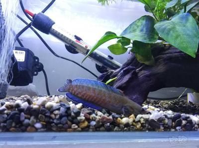 奶茶雷龍魚飼養方法和技巧：奶茶雷龍魚的飼養技巧,