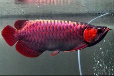 紅龍魚褪色了怎么辦（紅龍魚的褪色可能由多種原因引起，紅龍魚褪色怎么恢復(fù)）