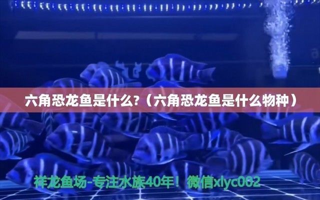 六角恐龍魚對風水有好處嗎圖片：六角恐龍魚在風水學中的應用與好處