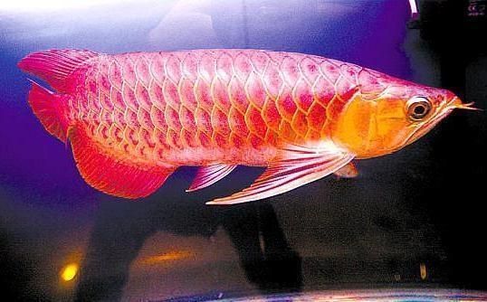 紅龍魚的挑選方法和技巧(挑選紅龍魚時可以從以下幾個方面入手) 龍魚百科 第1張 紅龍魚的挑選方法和技巧(挑選紅龍魚時可以從以下幾個方面入手) 紅龍魚的挑選方法和技巧(挑選紅龍魚時可以從以下幾個方面入手) 龍魚百科 第1張