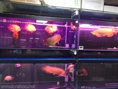 北京金龍魚市場：北京金龍魚市場主要有三個地點