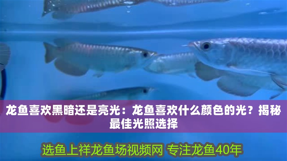 龍魚喜歡黑暗還是亮光：龍魚喜歡什么顏色的光？揭秘最佳光照選擇