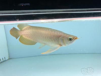 為什么龍魚老是跳缸怎么回事：龍魚為什么會跳缸？