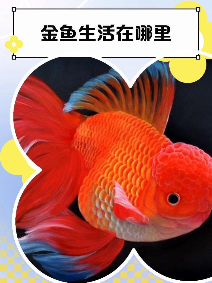 金魚一般生活在什么地方