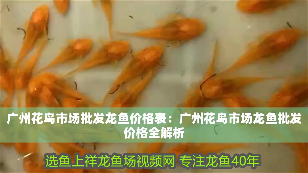 廣州花鳥市場批發(fā)龍魚價(jià)格表：廣州花鳥市場龍魚批發(fā)價(jià)格全解析