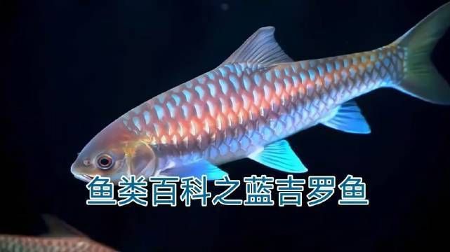 藍吉羅魚屬于什么檔次