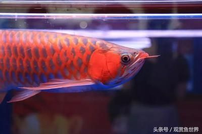 龍魚錦標賽冠軍獎金多少錢（廣州龍魚錦標賽冠軍獎金數額會因年份和賽事不同而有所變化）