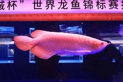 龍魚錦標賽冠軍獎金多少錢（廣州龍魚錦標賽冠軍獎金數額會因年份和賽事不同而有所變化）