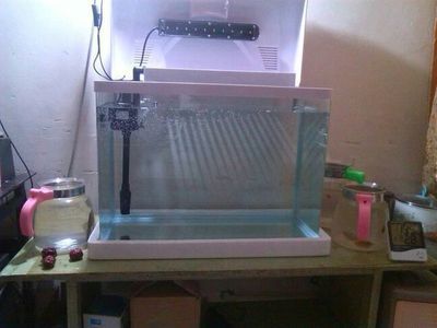 魚缸過濾泵功率選擇，如何維護魚缸過濾泵品牌推薦
