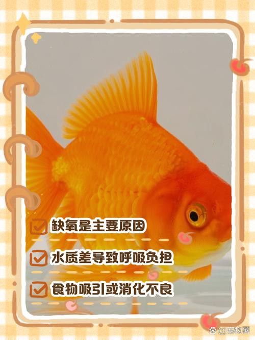 金龍魚張嘴是什么原因呢圖片