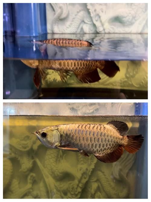金龍魚張嘴是什么原因呢圖片