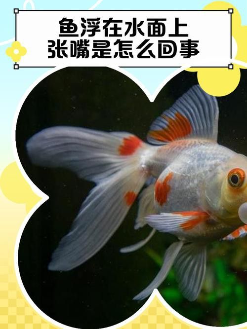 金龍魚張嘴是什么原因呢圖片